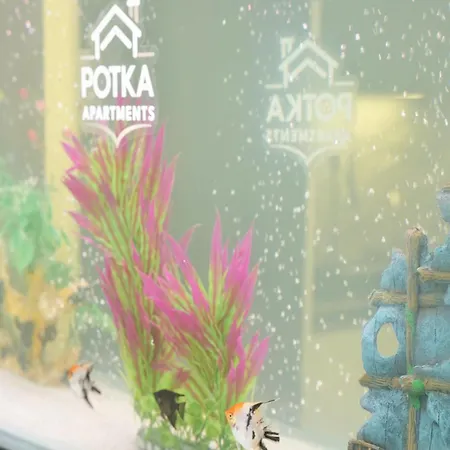 Potka Tirane * Yzberishti